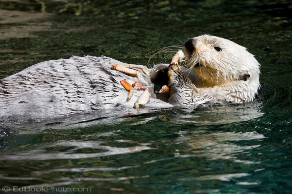 Sea Otter eating crab